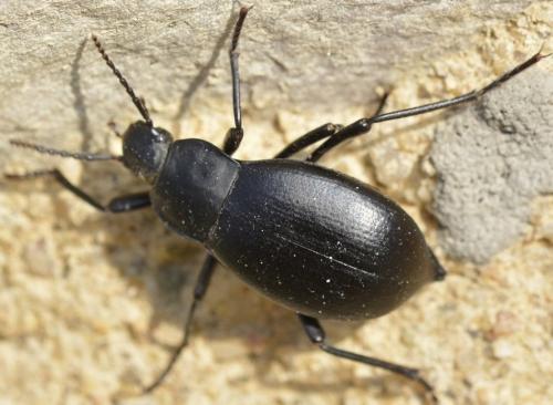 Réf. 228 946 : Blaps mucronata